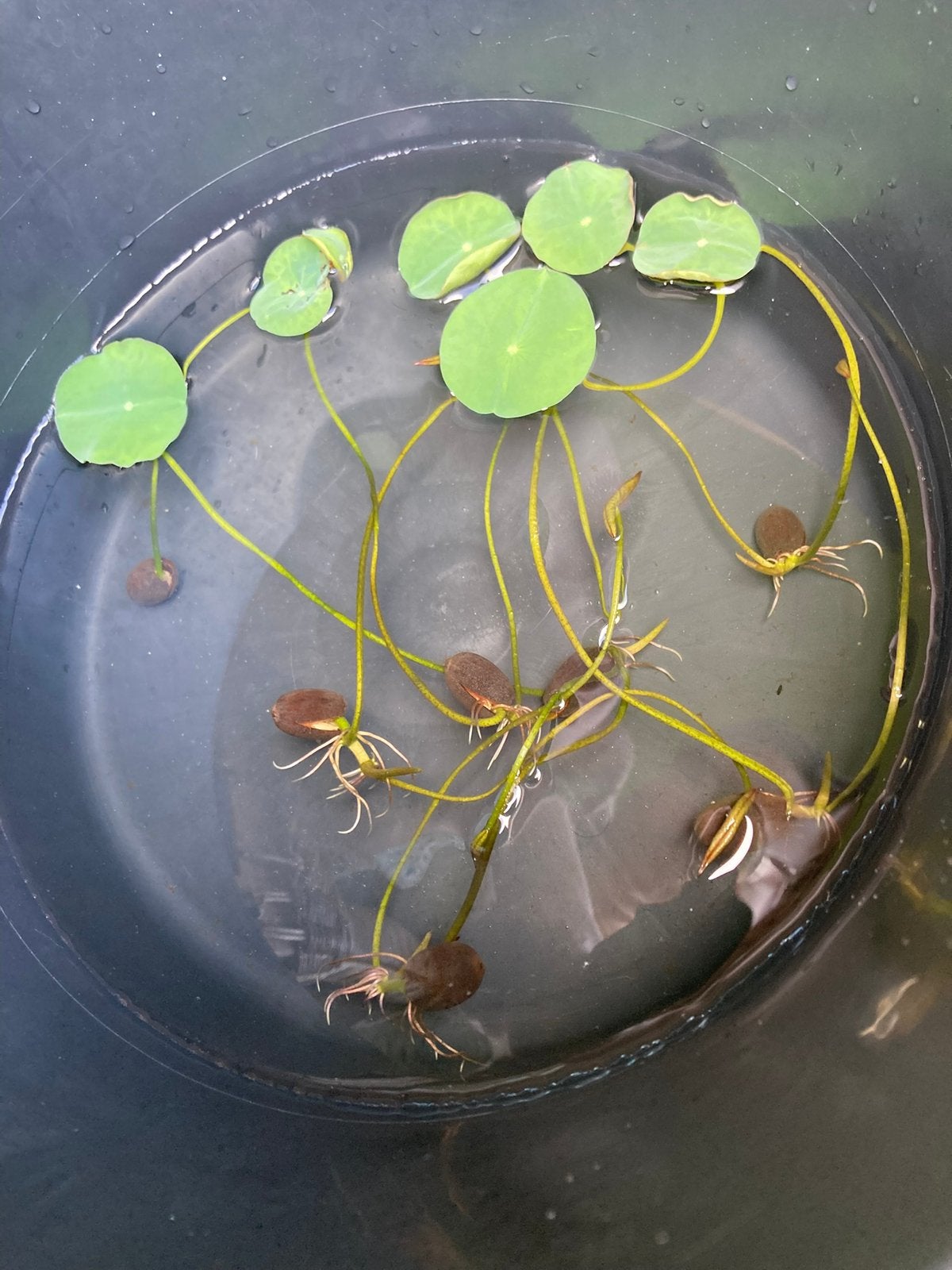 Ontkiemde lotuszaden, jonge lotusplantjes, lotusbloemen, Ophalen of Verzenden