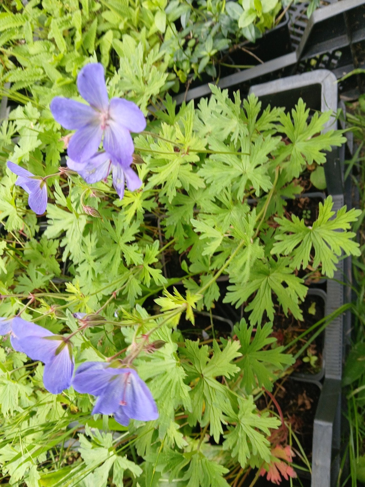 Geranium paars bloeiend, Ophalen, Halfschaduw