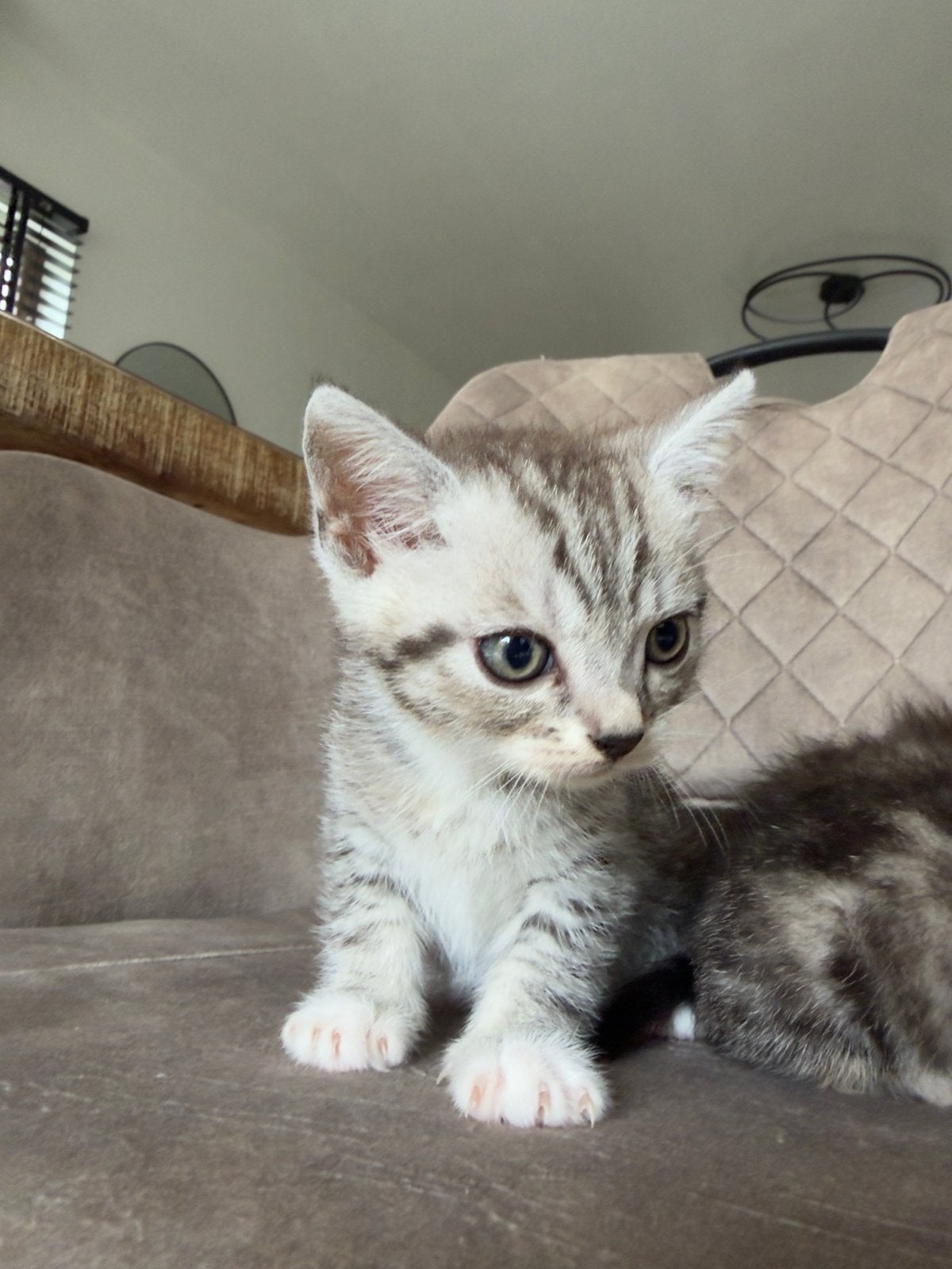 britse korthaar kittens, Meerdere dieren, Kortharig, 0 tot 2 jaar