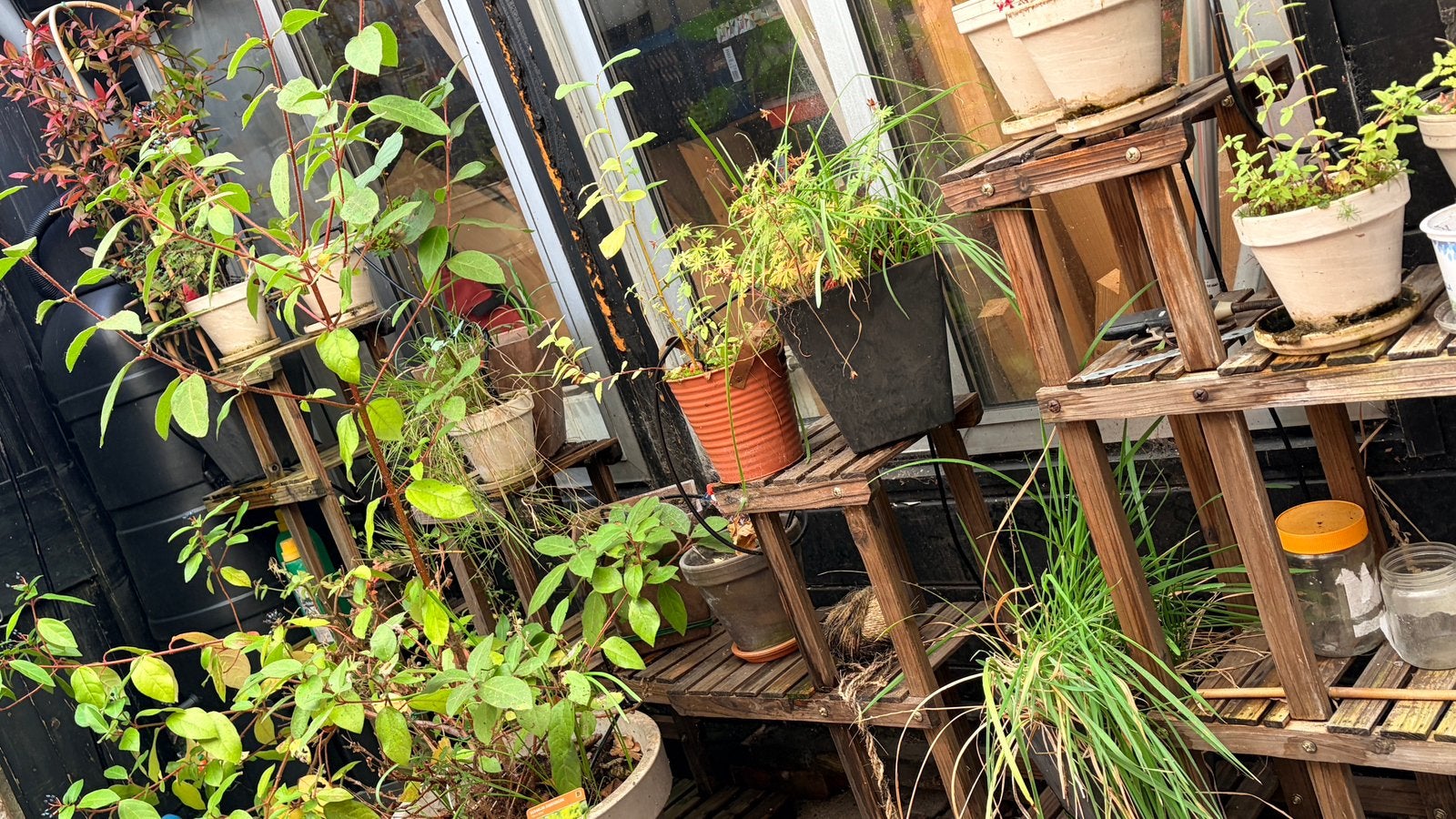 Planten, bloempotten & plantenrekken – Groene chaos!, Ophalen, Overige soorten, Volle zon