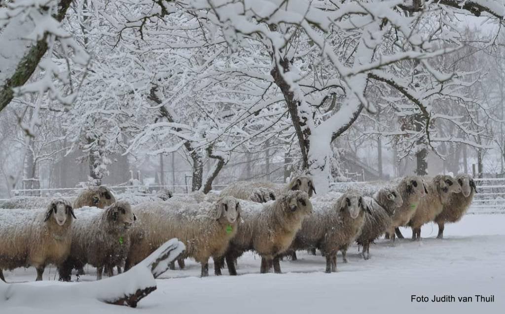 Schaapskudde zoekt weidegang, weiland, grasland in Brabant., Dieren en Toebehoren, Stalling en Weidegang, Weidegang
