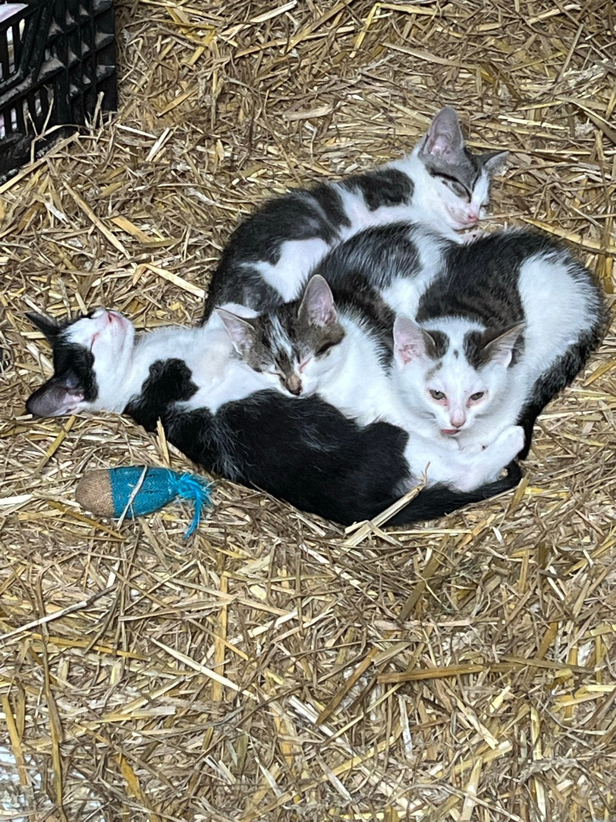 Kittens, Dieren en Toebehoren, Katten en Kittens | Overige Katten, Meerdere dieren, Kortharig, 0 tot 2 jaar