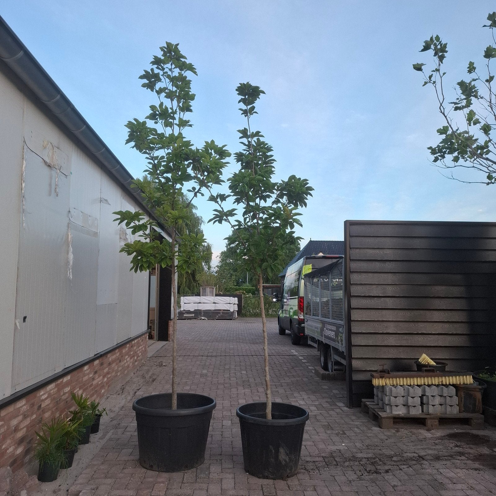 2x Magnolia X soulangeana - Tulpenboom, Tuin en Terras, Lente, Volle zon, In pot, Overige soorten