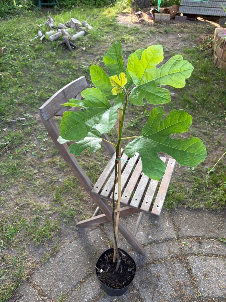 Vijgenboompjes (ficus carica) brown turkey, Ophalen, Minder dan 100 cm, Lente, Volle zon