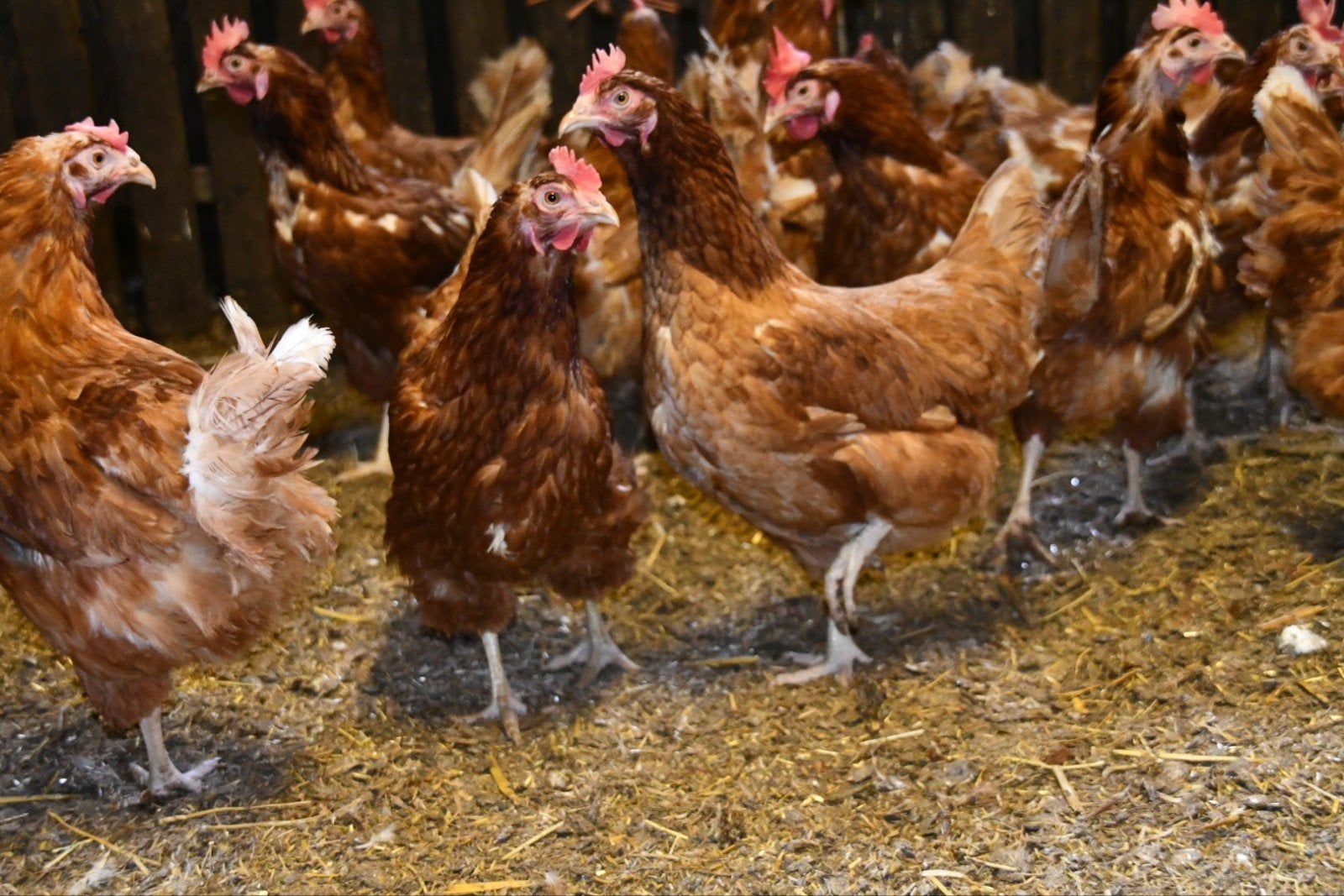 Vlees kippen / slacht kippen, Dieren en Toebehoren, Pluimvee, Vrouwelijk, Kip