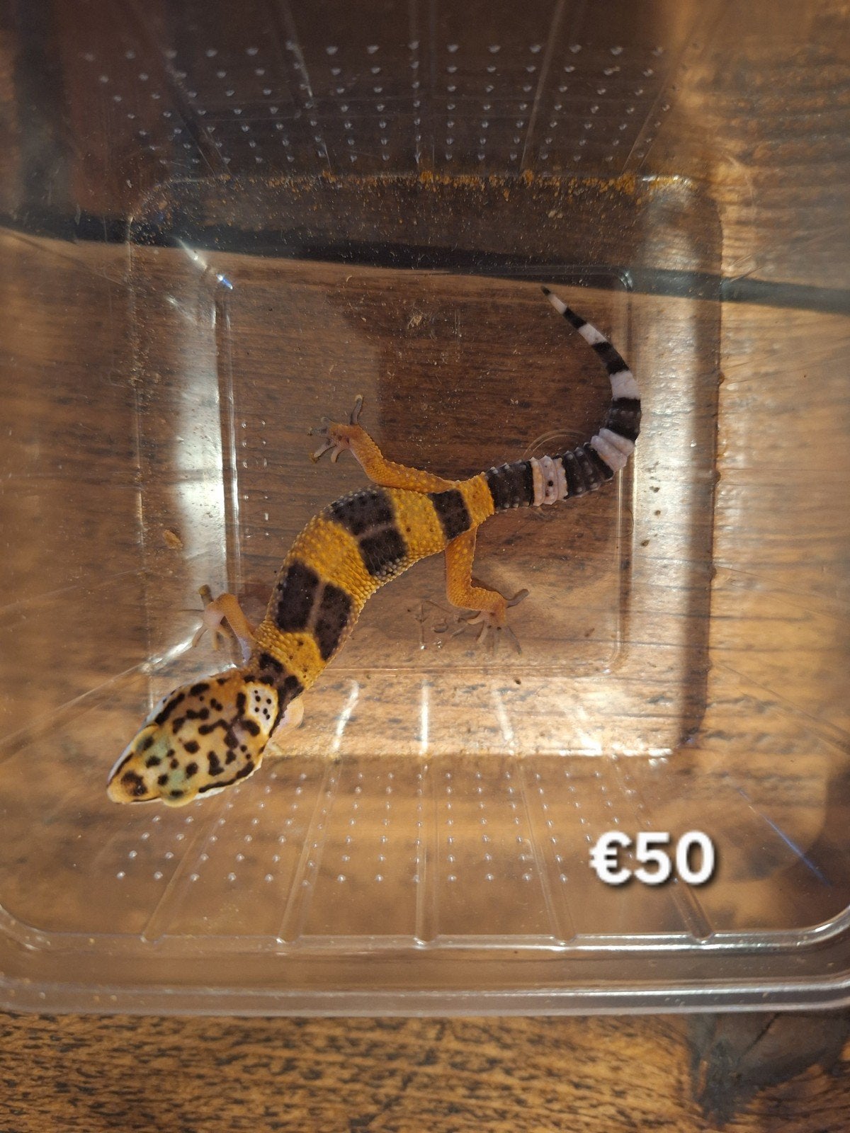 Jonge luipaardgekko's Leopard Gecko - unknown for sale from Riekie