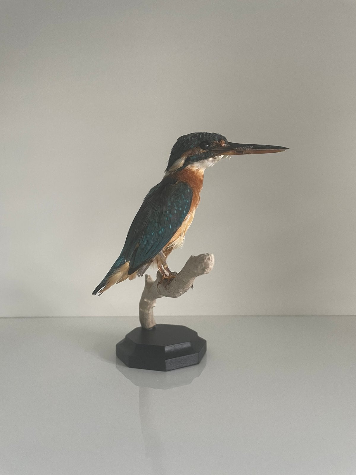 Prachtige IJsvogel Taxidermie op Tak en Houten Voet, Ophalen of Verzenden, Gebruikt, Vogel, Opgezet dier