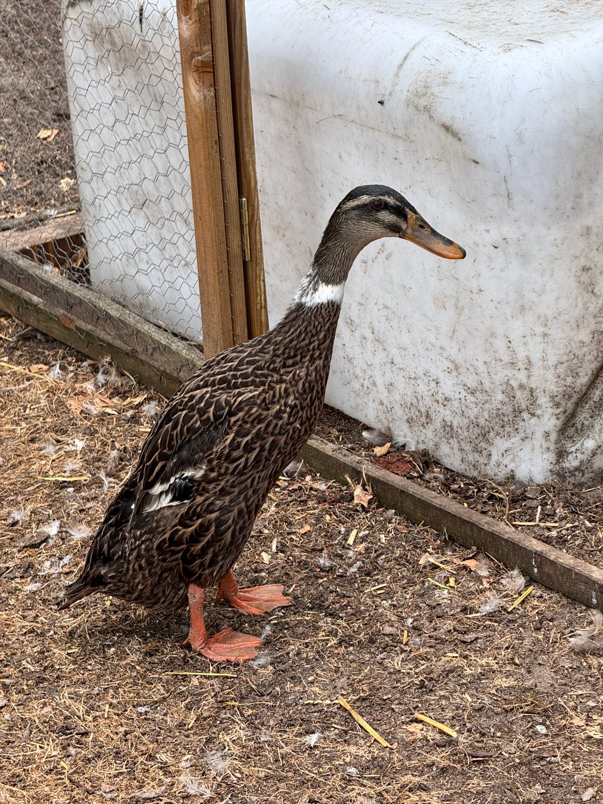 Dames loopeend te koop, Dieren en Toebehoren, Vrouwelijk, Eend
