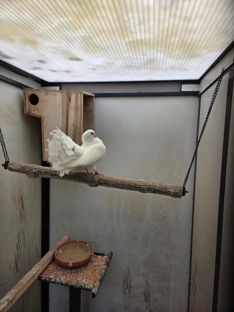 Witte Pauwstaart Duivin, Vrouwelijk, Overige soorten