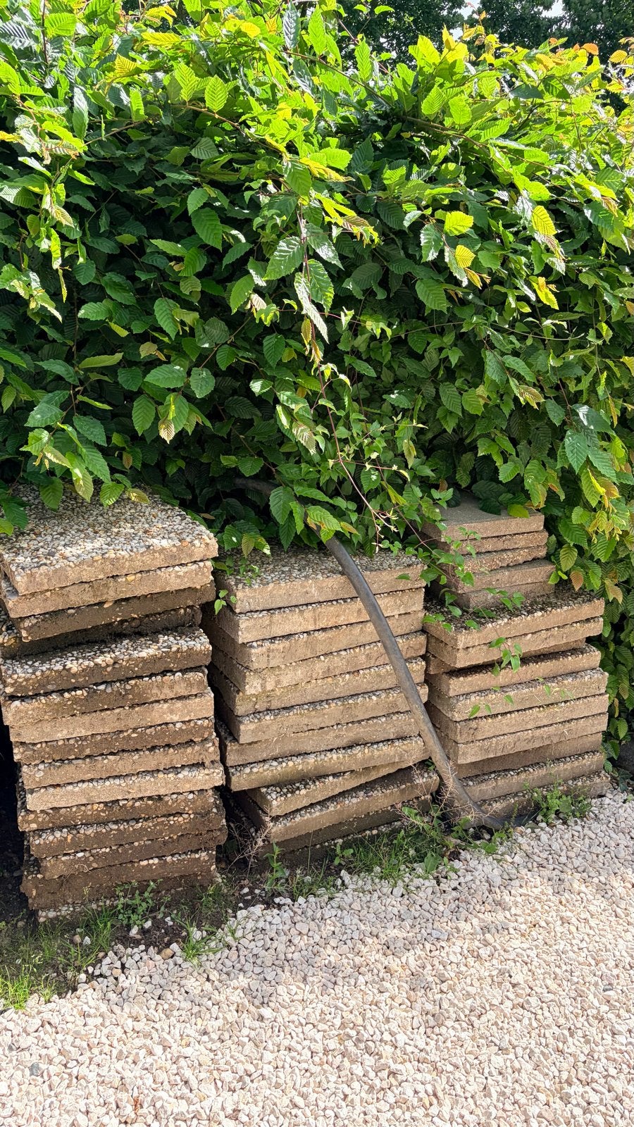 Gratis af te halen: Diverse gebruikte tegels, Tuin en Terras, Tegels en Klinkers, Ophalen, Gebruikt, 10 m² of meer, Beton
