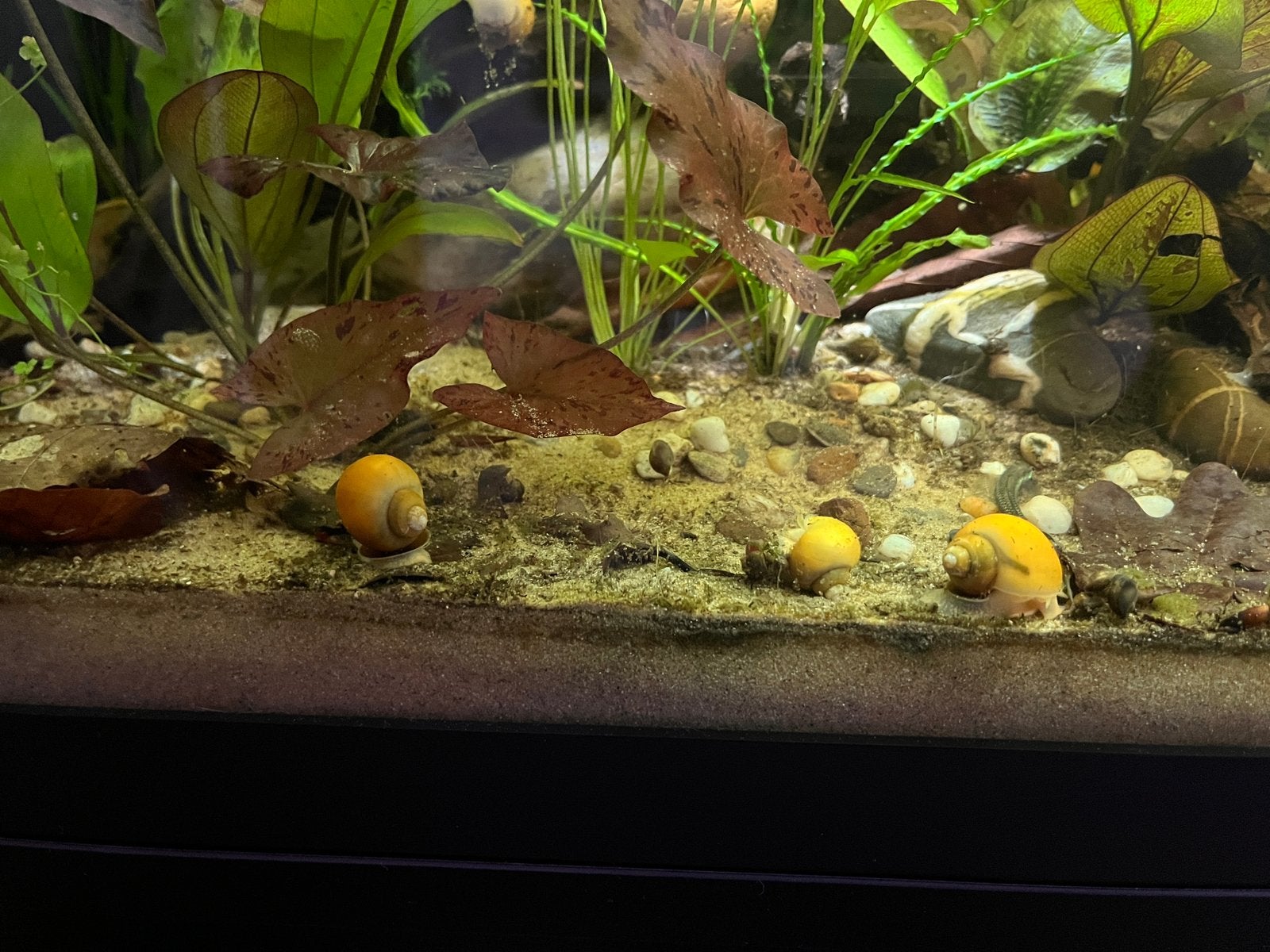 Gele appelslakken, Dieren en Toebehoren, Vis
