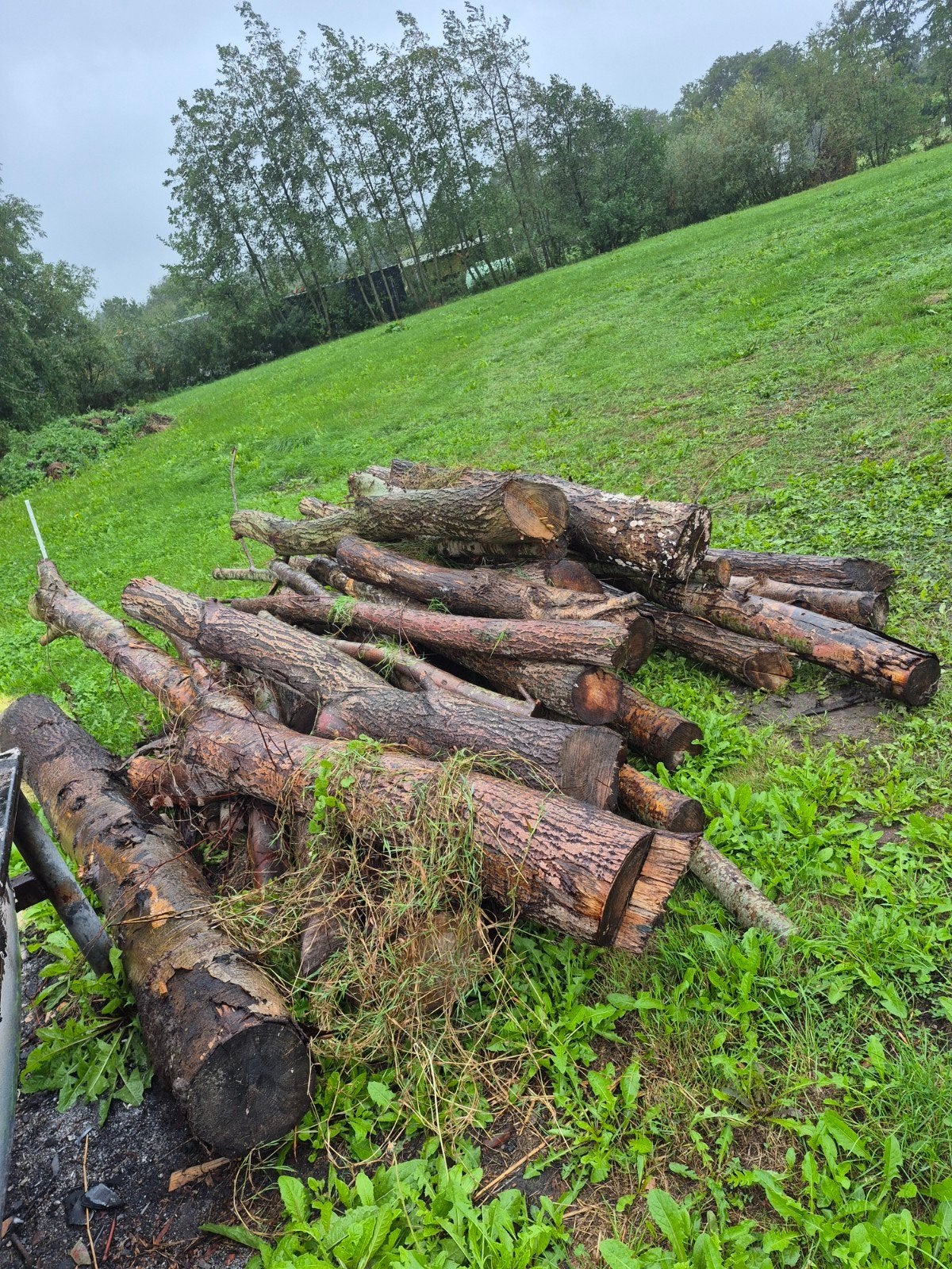 haardhout stammen, Minder dan 3 m³, Ophalen of Verzenden, Overige houtsoorten, Stammen