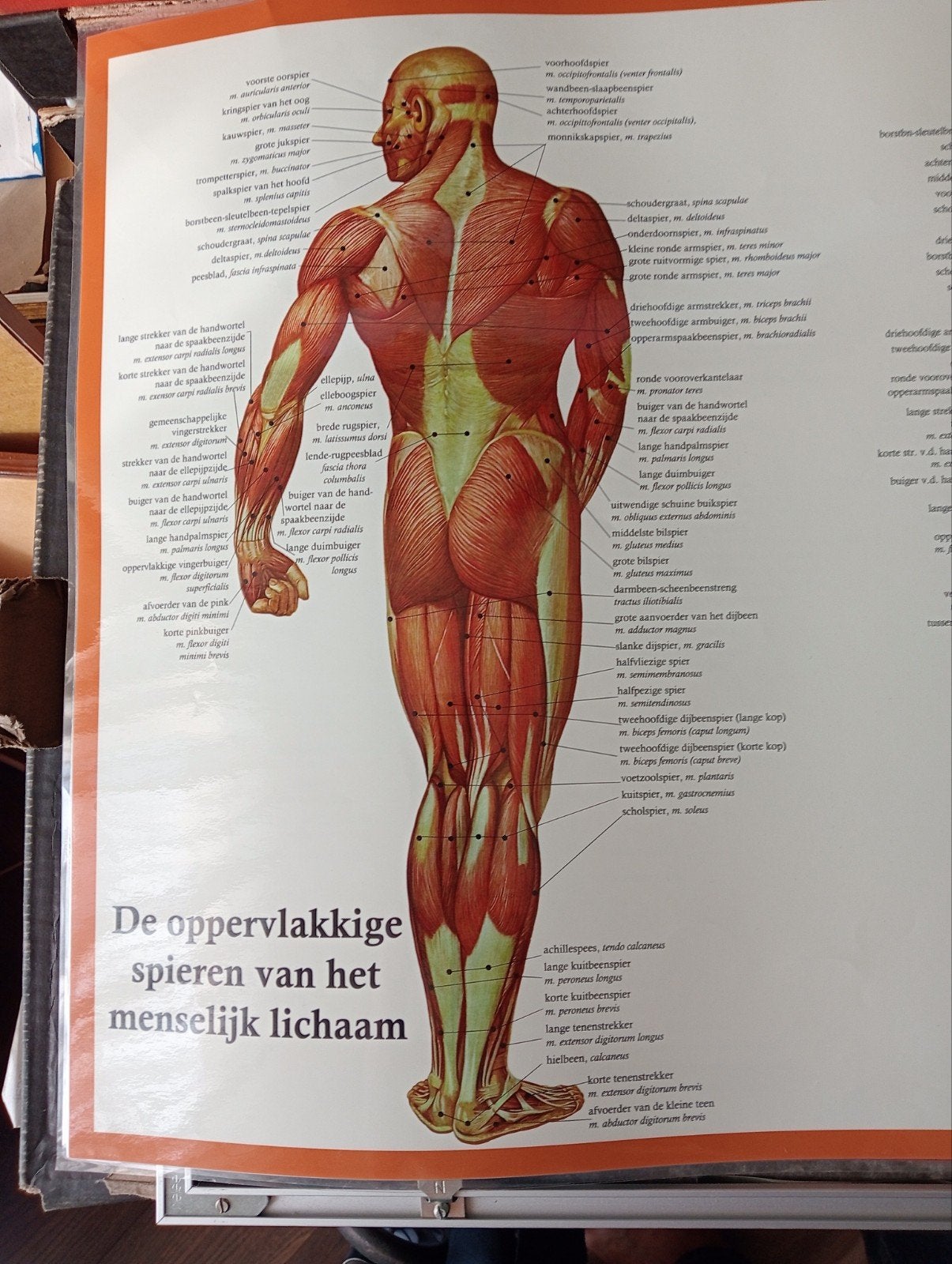 Medisch anatomische poster affiche Spieren, Ophalen of Verzenden, Zo goed als nieuw, A1 t/m A3, Film en Tv