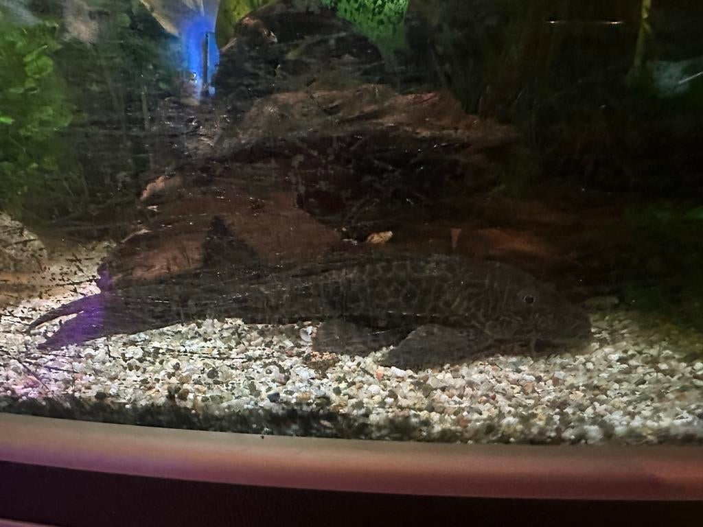 Zuignapharnasmeerval (pleco), Dieren en Toebehoren, Vissen | Aquariumvissen, Vis