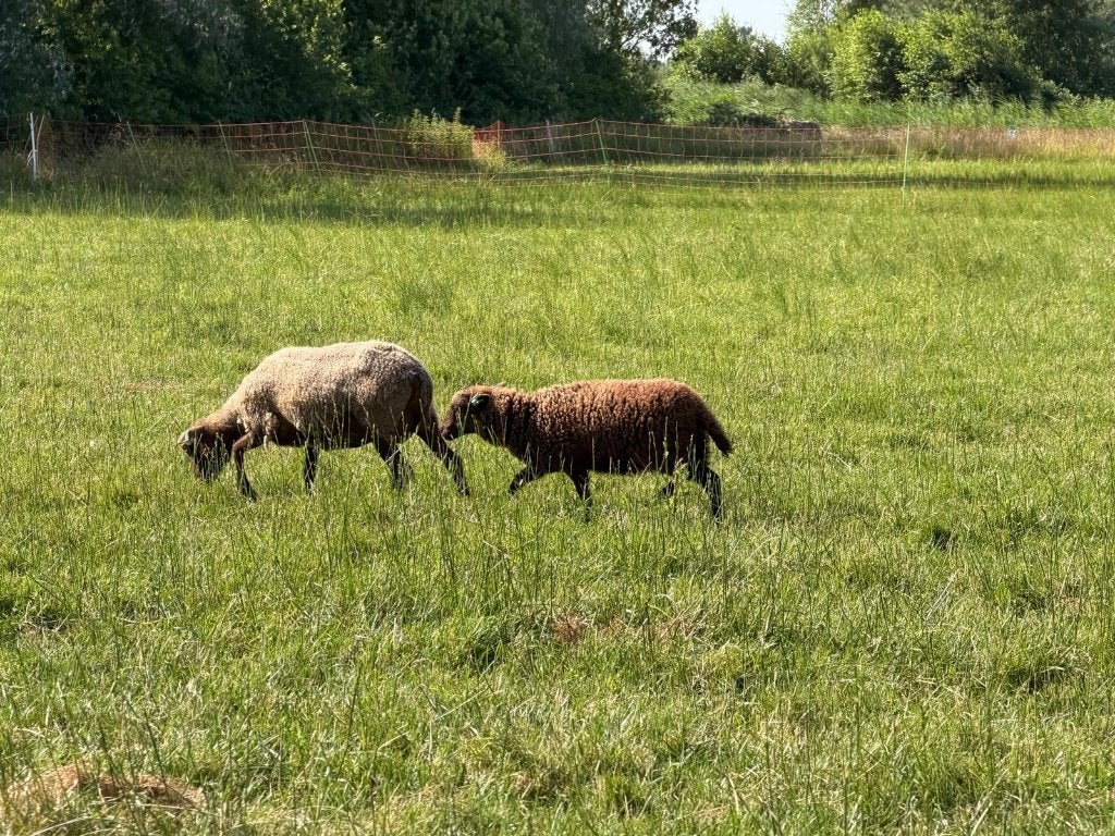 Ouessant ooi lam (4x), Dieren en Toebehoren, Schapen, Geiten en Varkens, Vrouwelijk, Schaap, 0 tot 2 jaar