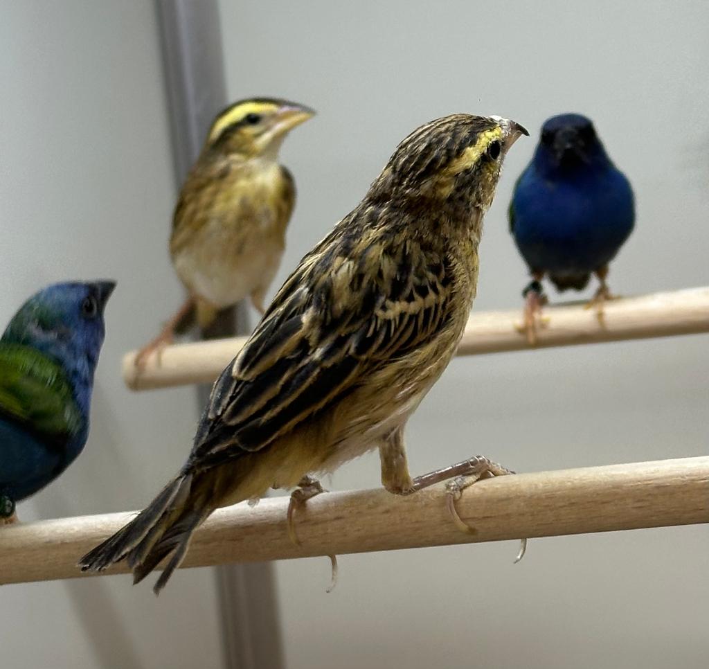 Napoleon wevers, Dieren en Toebehoren, Vogels | Overige Vogels, Vrouwelijk