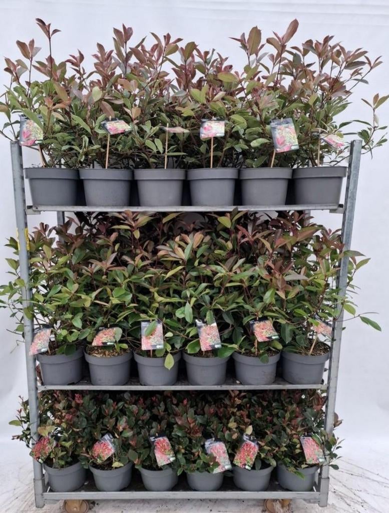 Photinia x frasseri, Glansmispels  p23cm, diverse hoogtes, Vaste plant, Halfschaduw, Lente, Ophalen