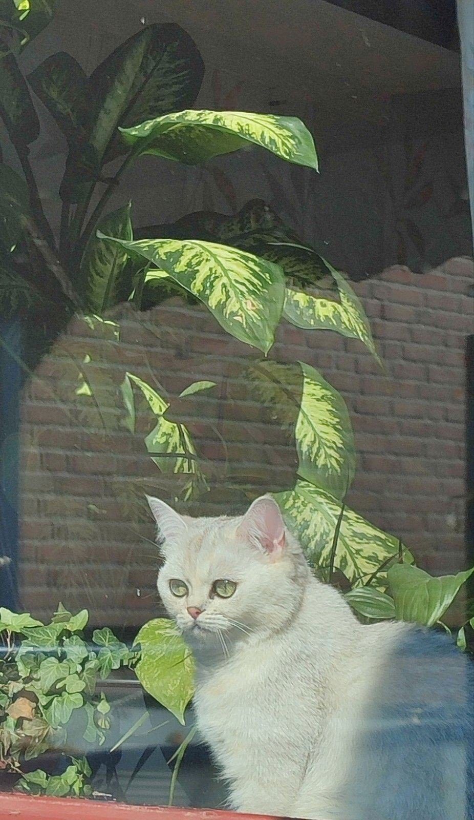 Kat te koop