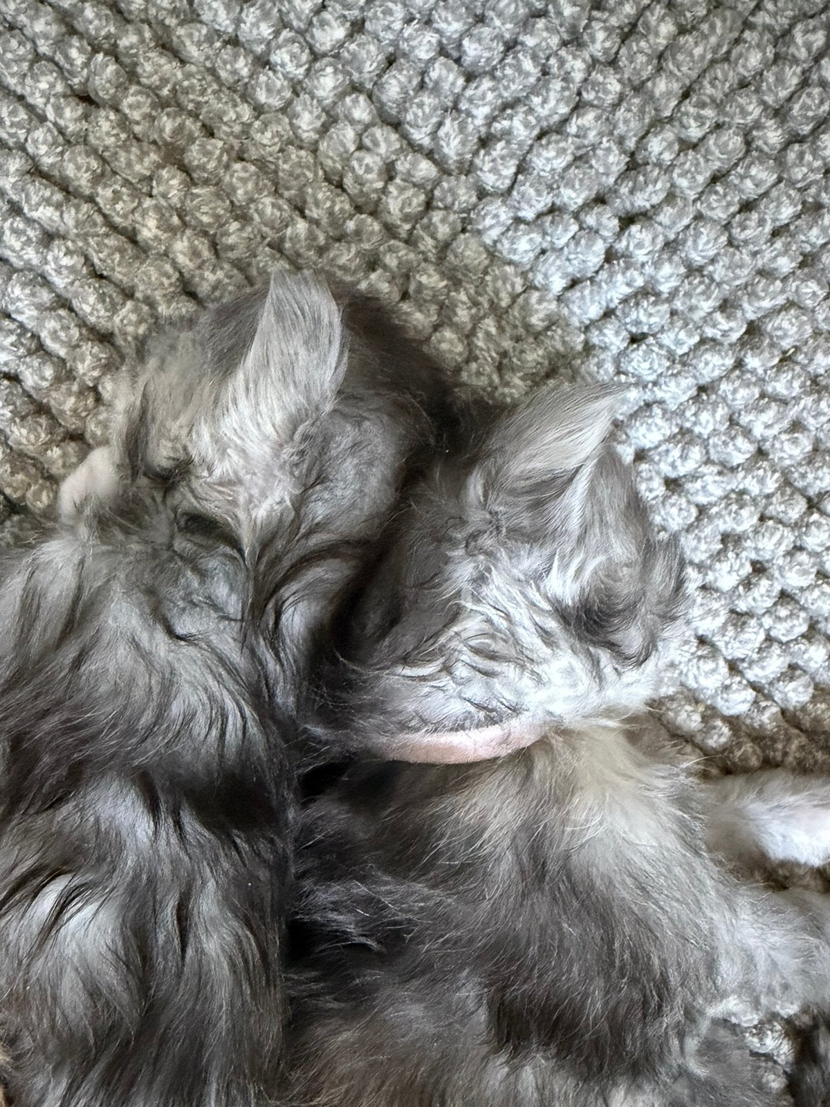 Maine Coon kitten met stamboom, Meerdere dieren, Met stamboom, 0 tot 2 jaar