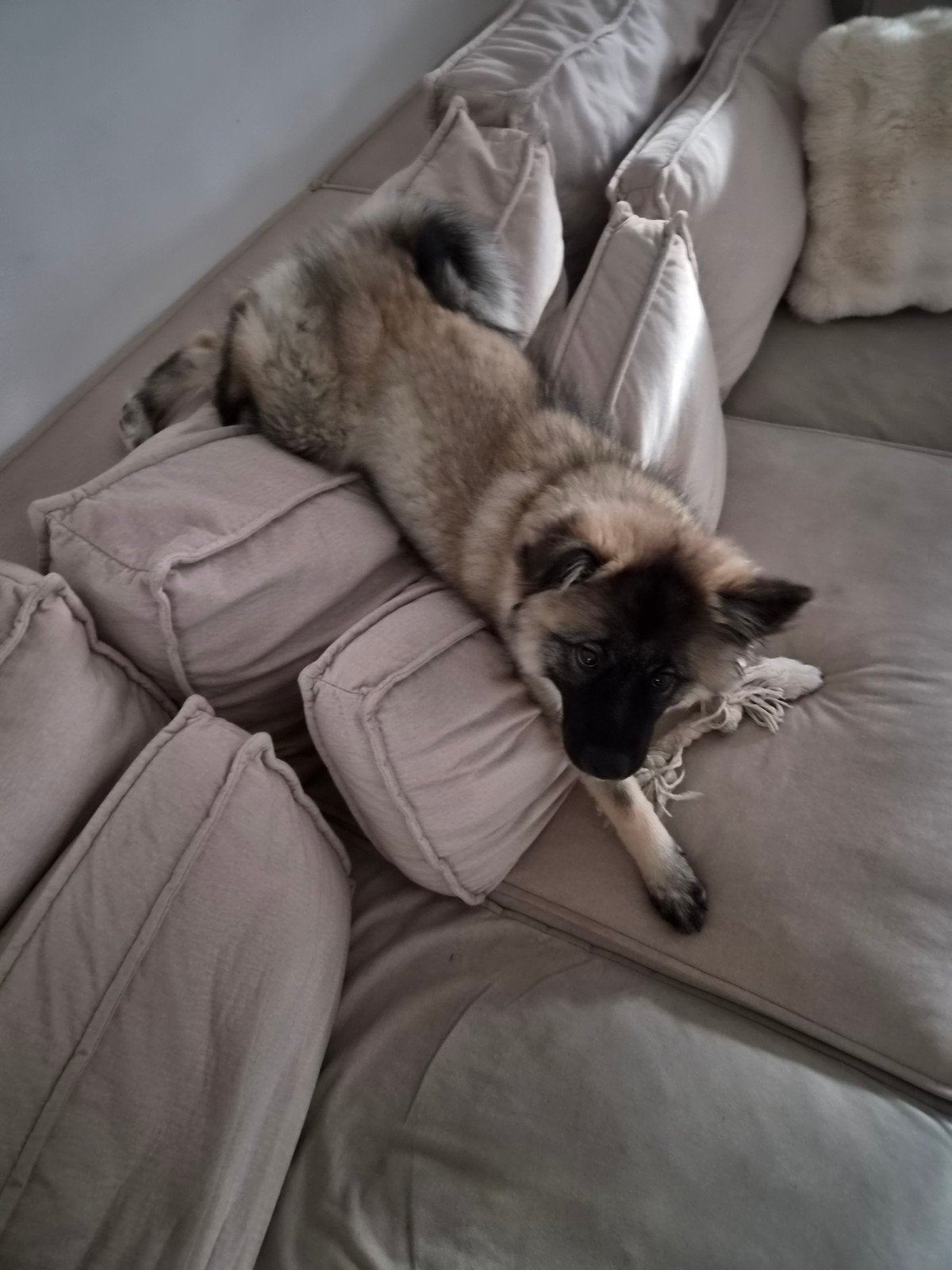 Wolfkees, Dieren en Toebehoren, Honden | Poolhonden, Keeshonden en Oertypen, Keeshond, 15 weken tot 1 jaar, Teef, Eén hond