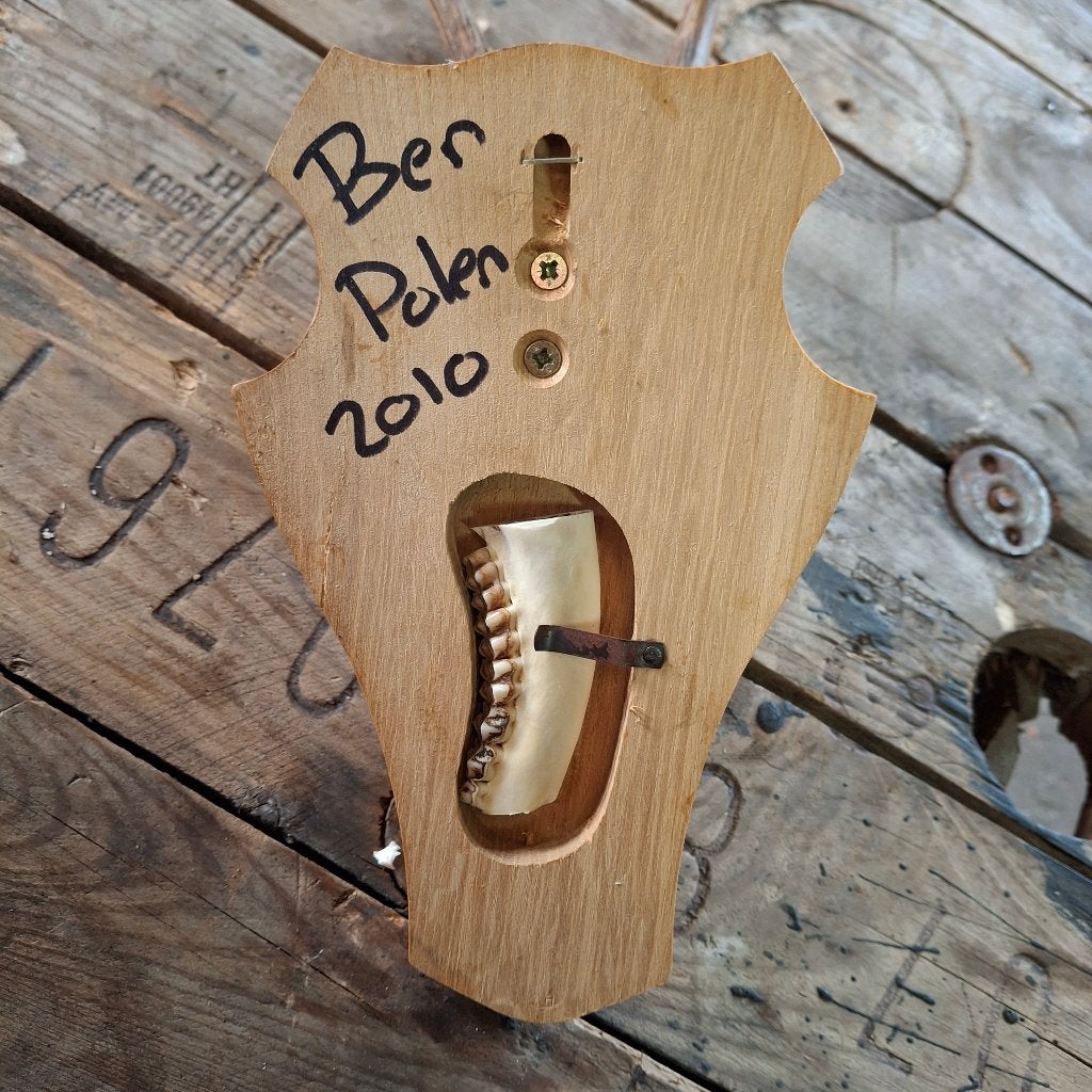 Reebok gewei op houten schild - Natuurlijke decoratie, Ophalen of Verzenden, Nieuw, Hert, Gewei of Kop