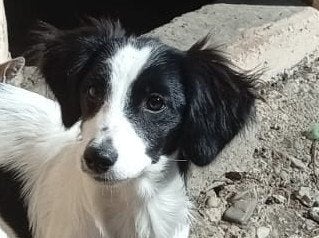 Liv lief klein teefje pup, Particulier, 15 weken tot 1 jaar, Buitenland, Teef