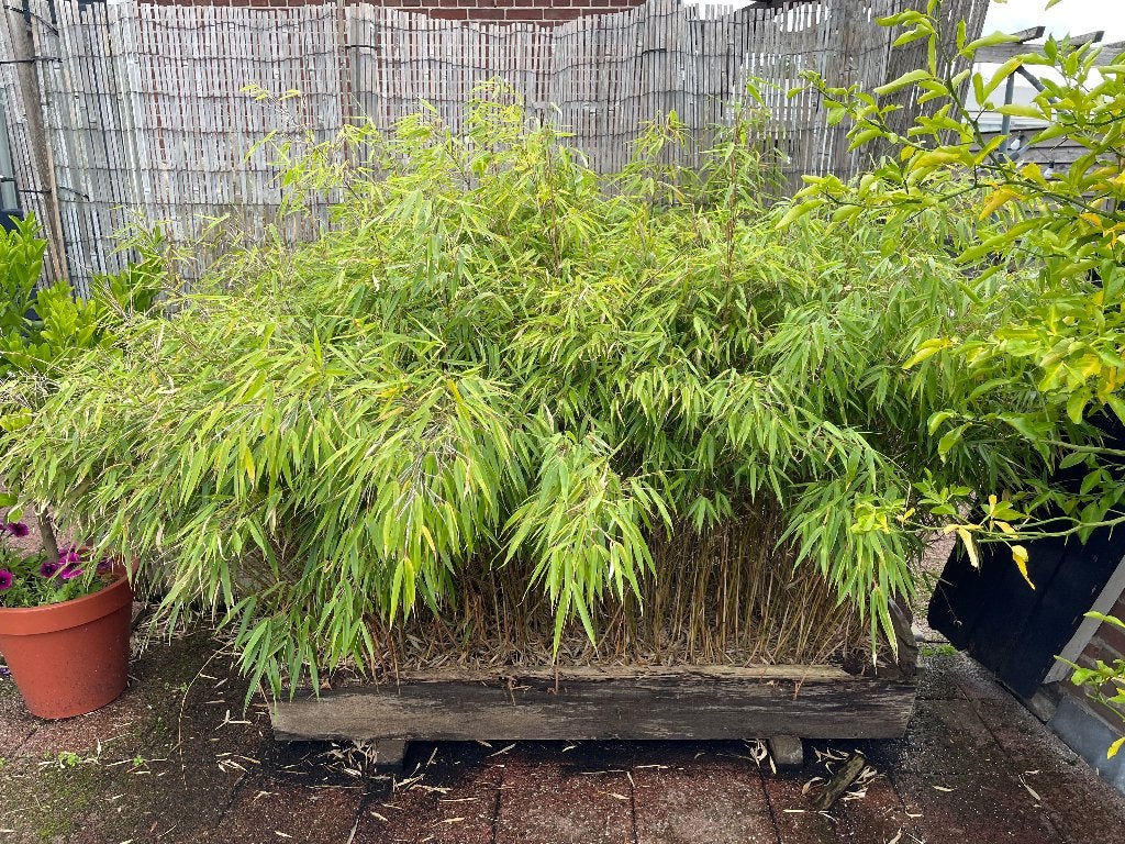Bamboe, niet woekerend, Vaste plant, Bloeit niet, Halfschaduw, Ophalen