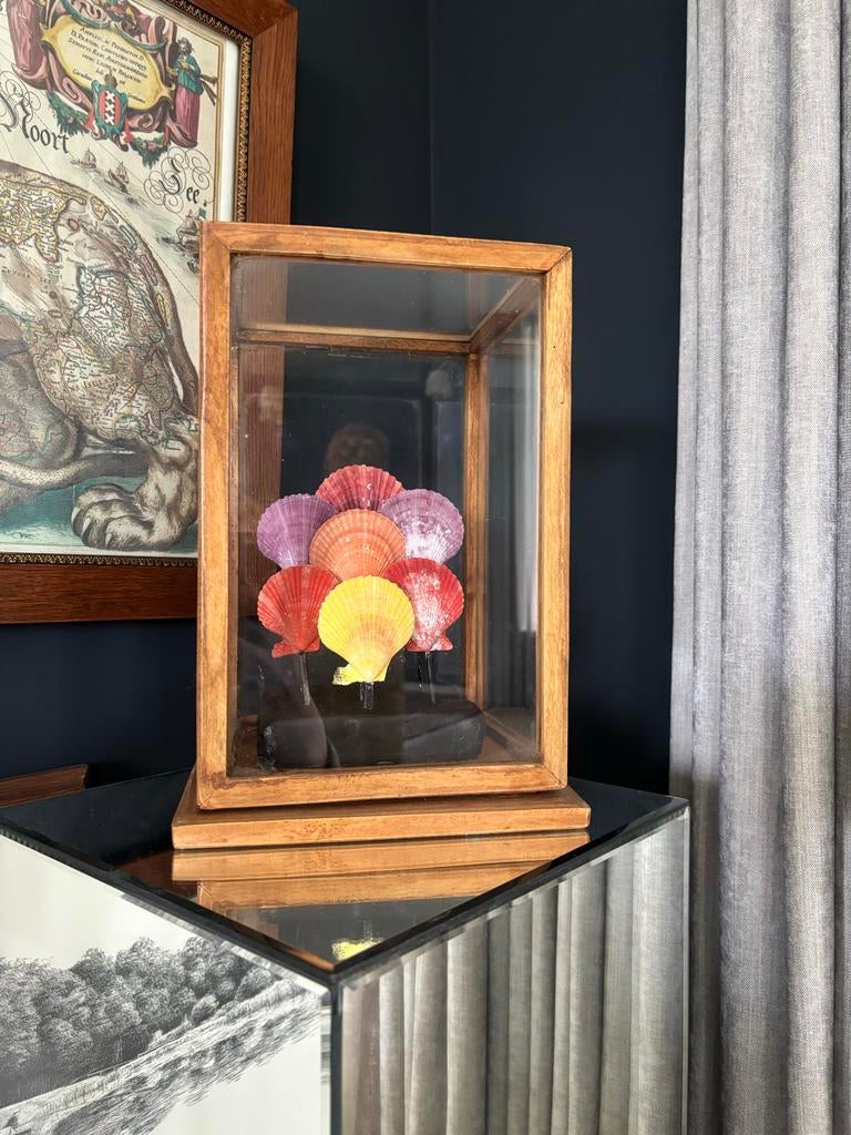 Decoratieve Schelpen op standaard Display in Vitrine, Huis en Inrichting, Woonaccessoires | Stolpen, Ophalen, Zo goed als nieuw