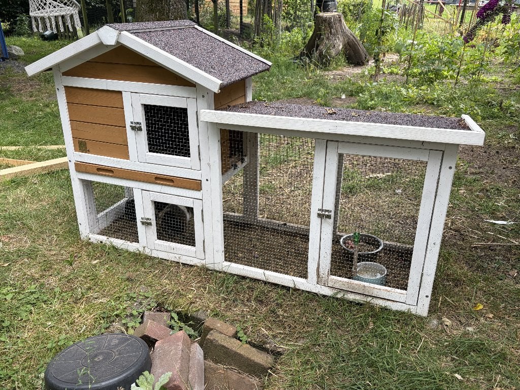 Z.G.A.N CAVIAHOK MET 2 CAVIA'S, Dieren en Toebehoren, Juni, Mannelijk, Cavia