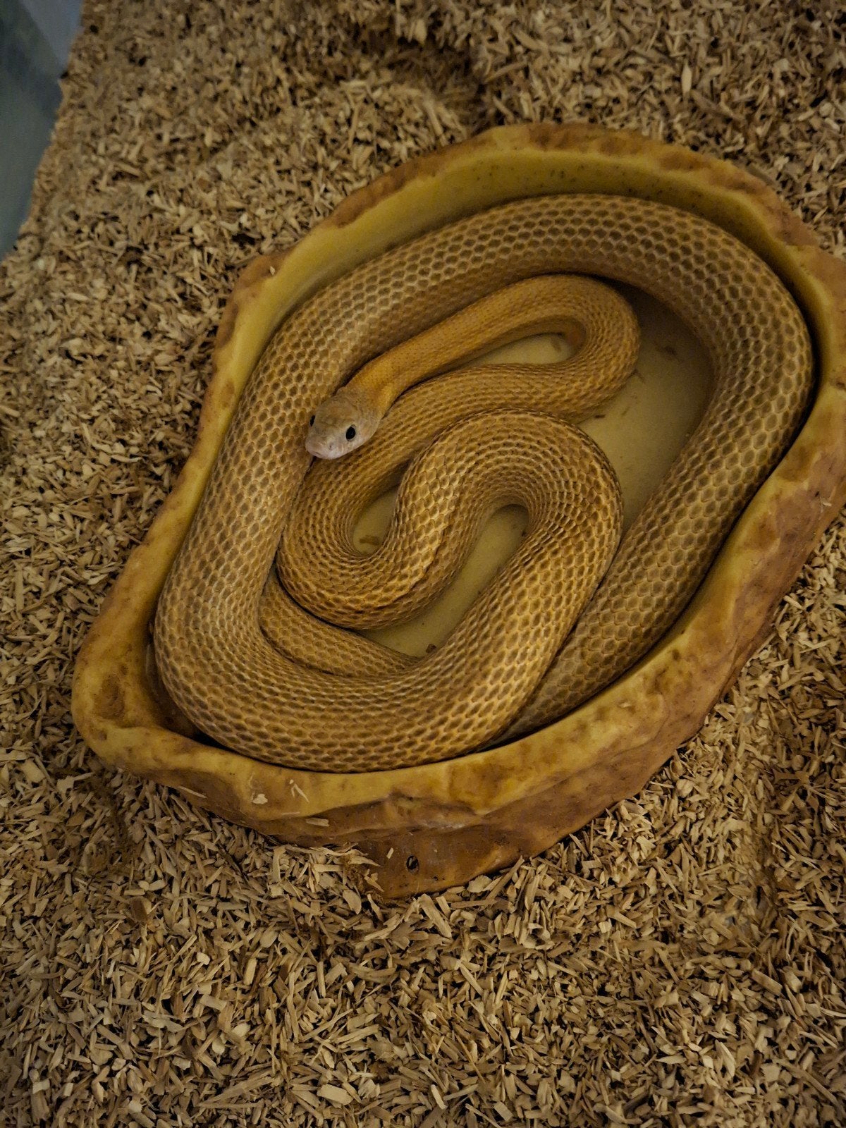 rattenslang diffused kweekman, Dieren en Toebehoren, Slang, 0 tot 2 jaar
