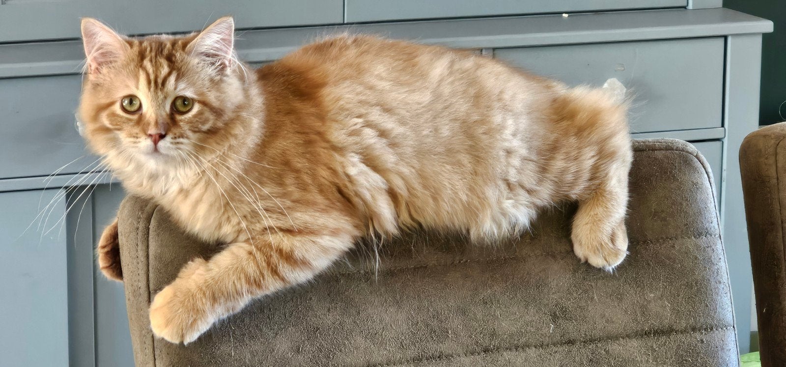 Cinnamon torbie solid poesje met stamboom, Poes, Met stamboom, 0 tot 2 jaar