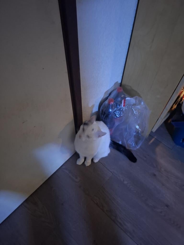 Kater, Kater