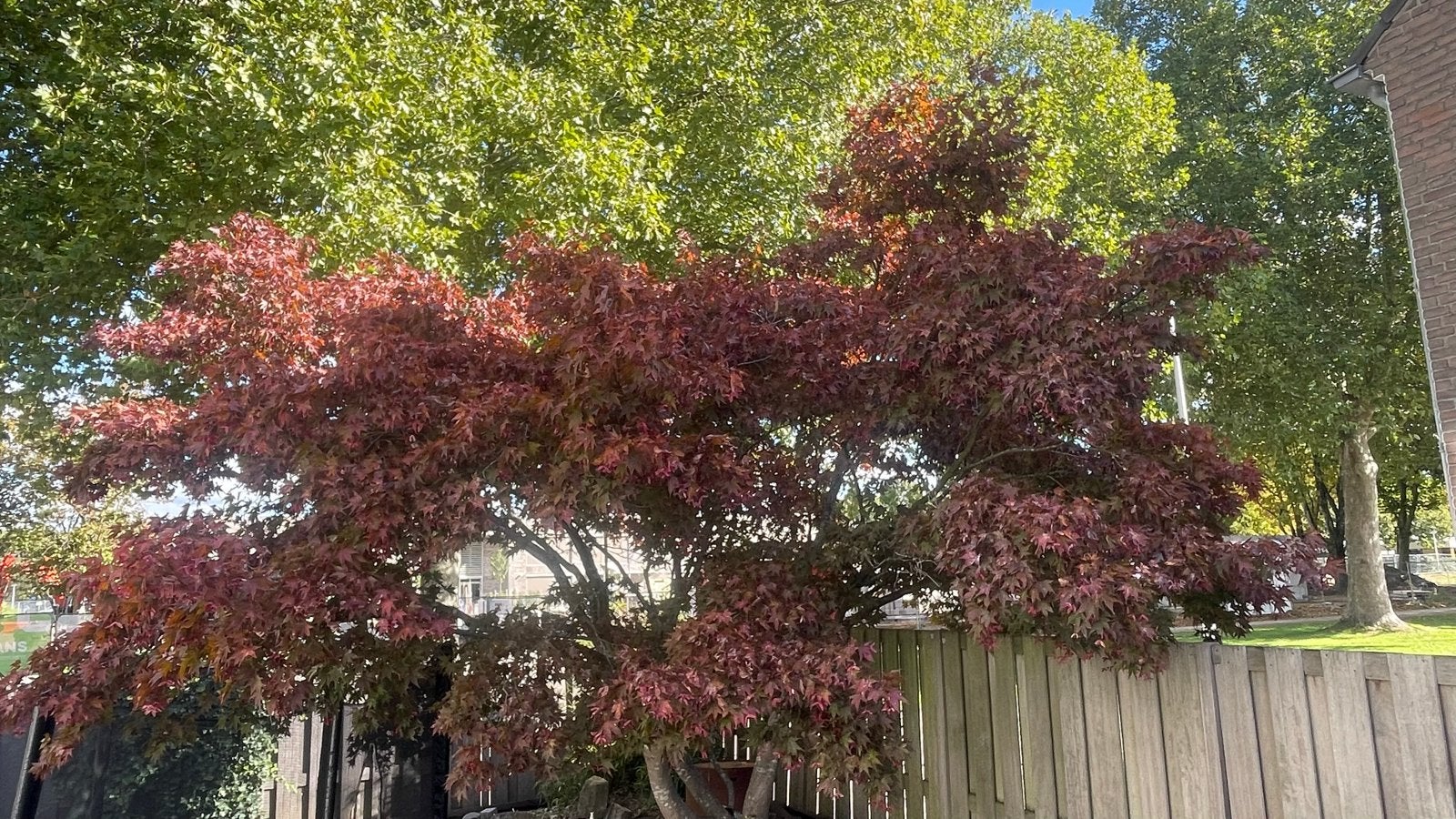 Prachtige Japanse Esdoorn (Acer Palmatum), Tuin en Terras, Ophalen, Bloeit niet, Halfschaduw, Overige soorten