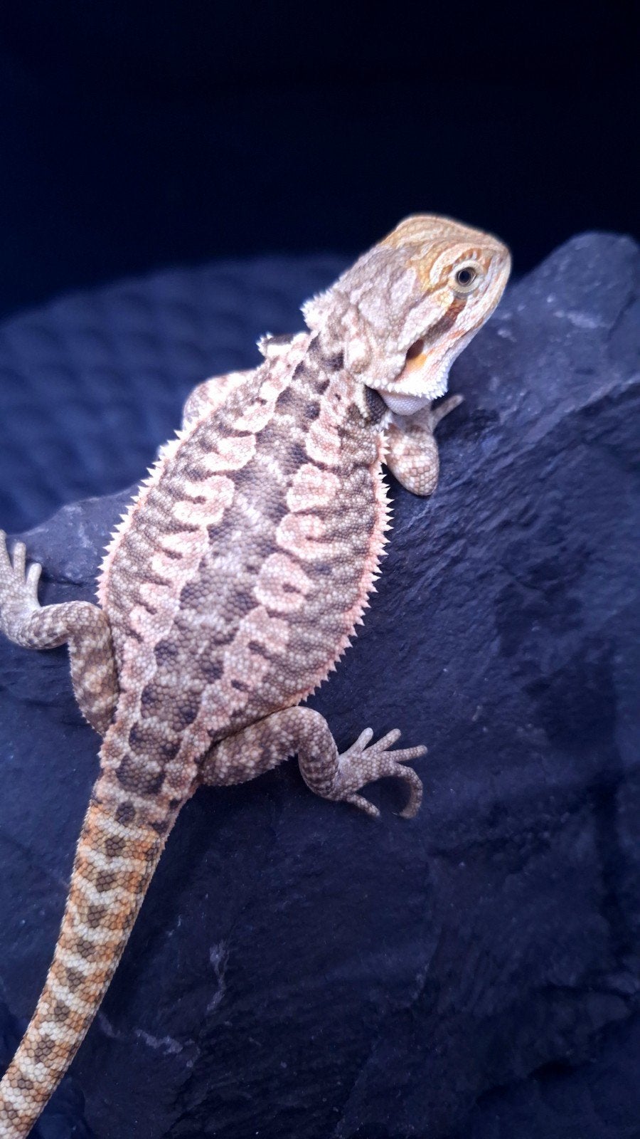 AANBIEDING !! 50% Red Monster Leatherback vrouw baardagaam Bearded Dragon - female for sale from Design Dragons