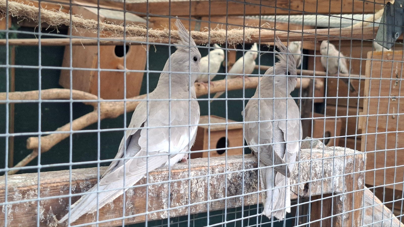 valk parkieten, Meerdere dieren, Parkiet, Geringd