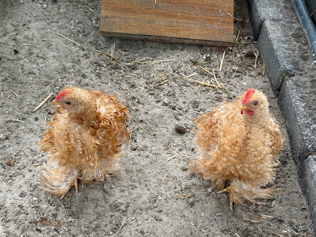 Gekrulde kriel Cochin kuikens, Mannelijk, Kip