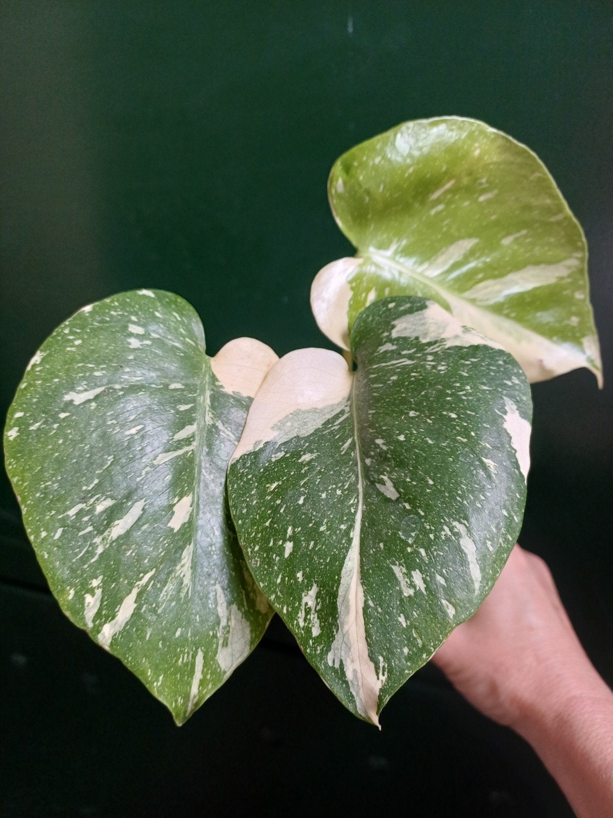 Monstera Thai Constellation, Ophalen of Verzenden, Halfschaduw, Minder dan 100 cm