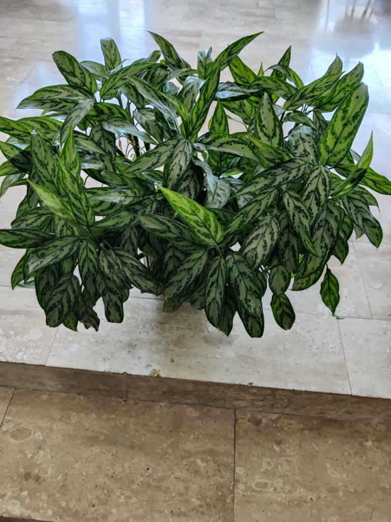 Grote Aglaonema kamerplant in pot, Overige soorten, In pot, Minder dan 100 cm, Groene kamerplant