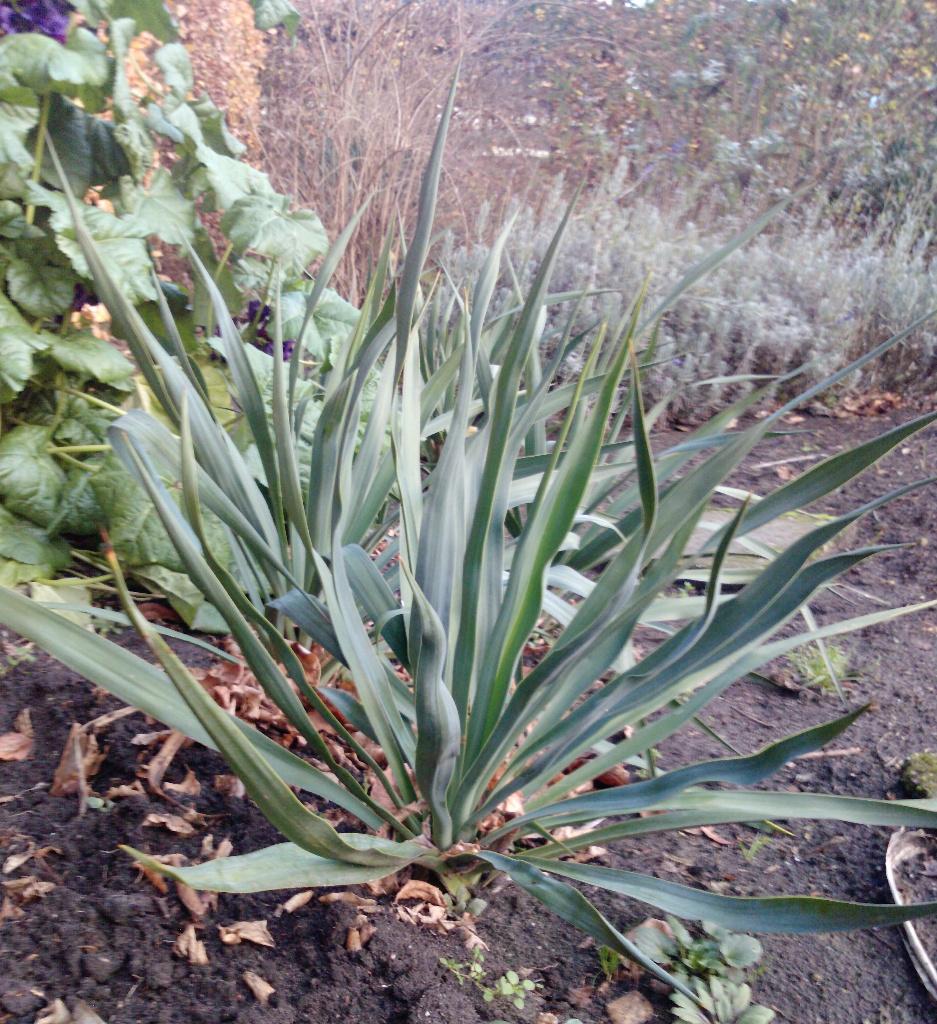 Palmlelie stekken ( Yucca Filamentosa ), Tuin en Terras, Volle zon, Vaste plant, Zomer, Ophalen