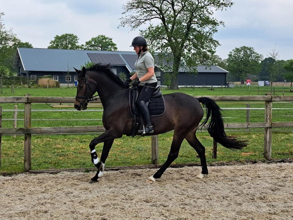 9 jarige donkerbruine merrie, Dieren en Toebehoren, Merrie, Met stamboom, M, Dressuurpaard