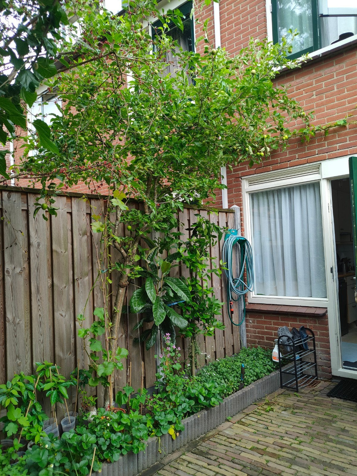 Elstar Appelboom - ca. 4 meter hoog, 10 jaar oud, Tuin en Terras, Planten | Bomen, Overige soorten, Lente, 400 cm of meer, Ophalen