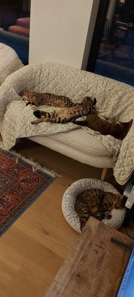 Bengaalse katten zoeken nieuw thuis, Meerdere dieren, Met stamboom, 0 tot 2 jaar