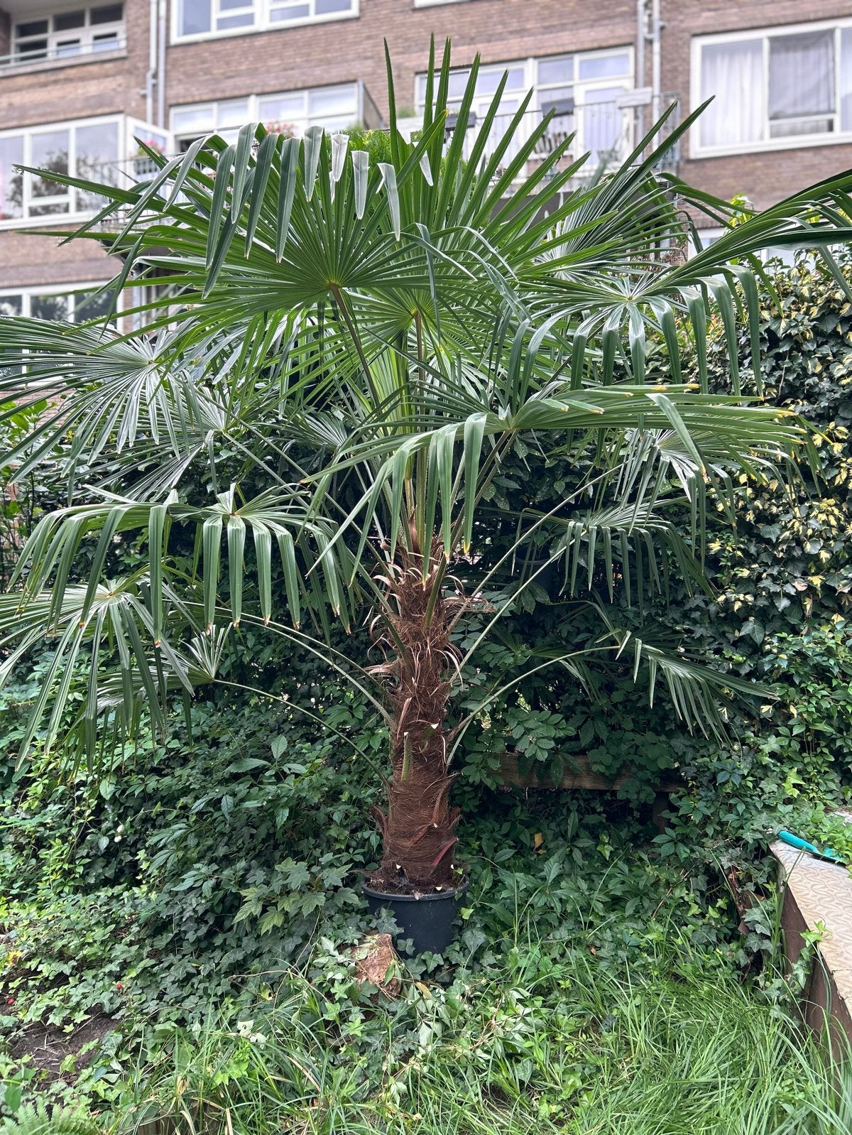 Trachycarpus Fortunei - Winterharde Palmboom, Volle zon, Vaste plant, Bloeit niet, Ophalen