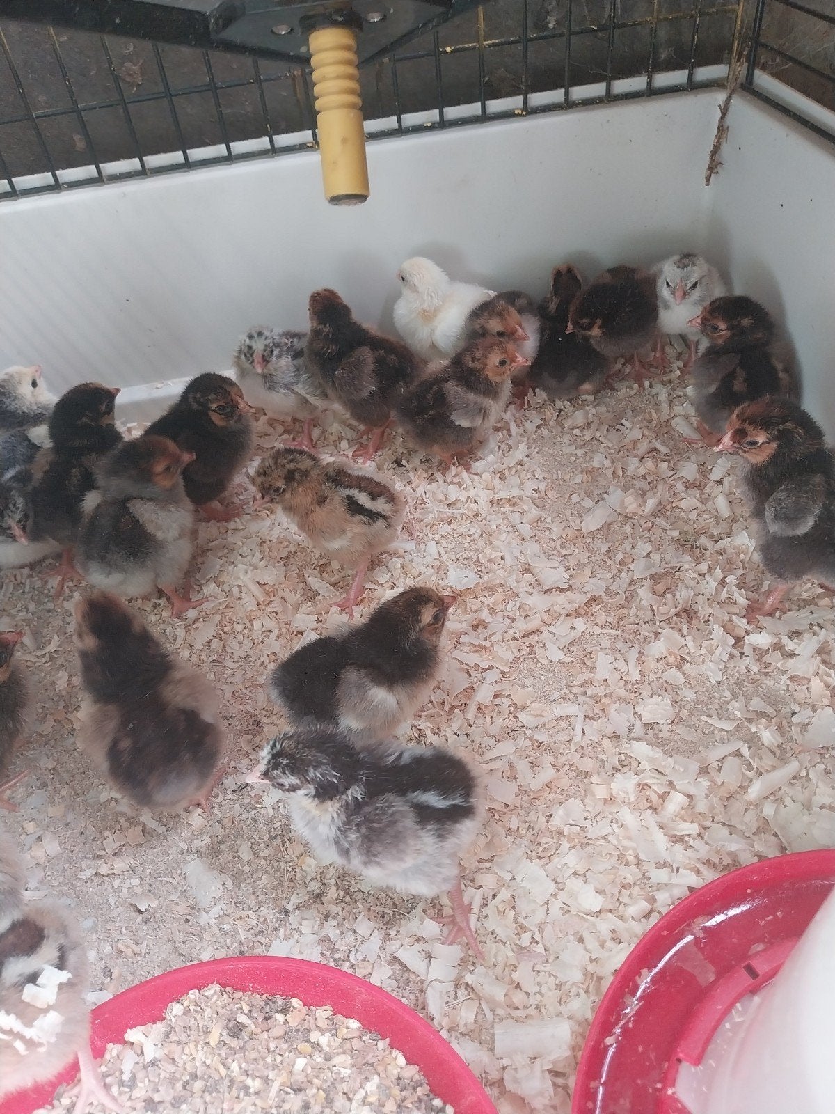 wyandotte en barnevelderkriel kuikens