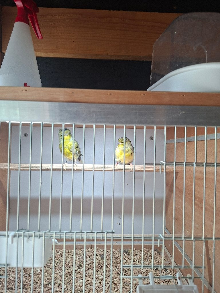 Kanarie, Meerdere dieren, Kleurkanarie