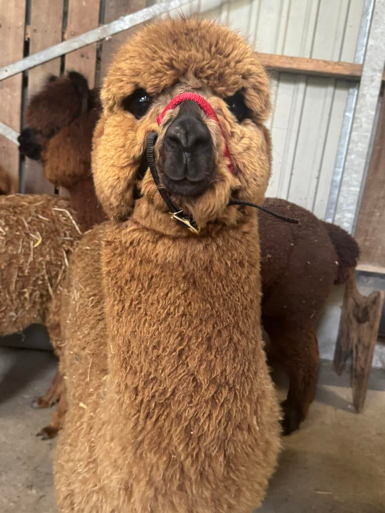 Alpaca hengst - hastermak - lief - nieuwsgierig, Dieren en Toebehoren, Juni, Mannelijk