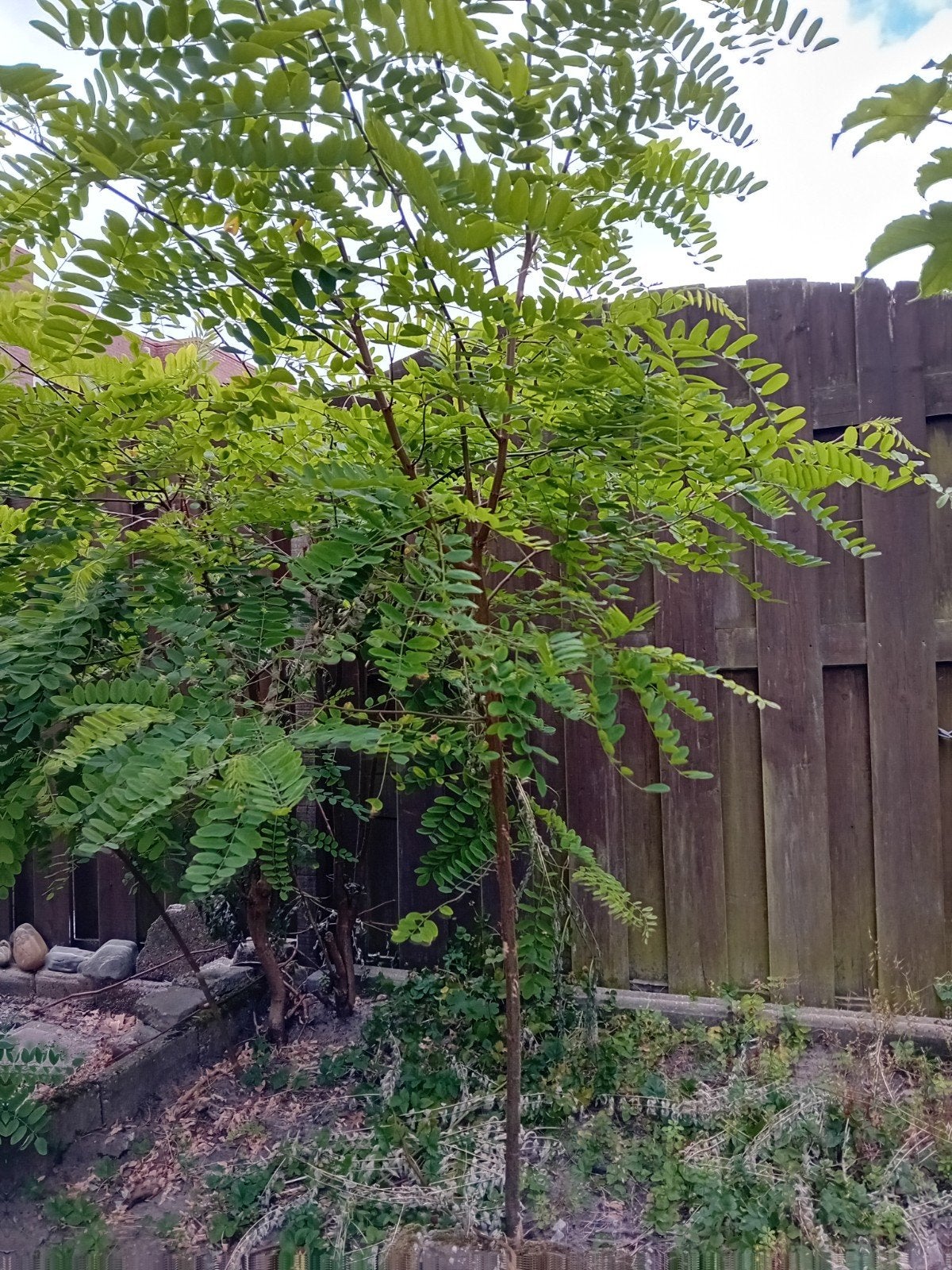 Gratis valse acacia plant, Tuin en Terras, Planten | Bomen, Ophalen, Halfschaduw, Overige soorten