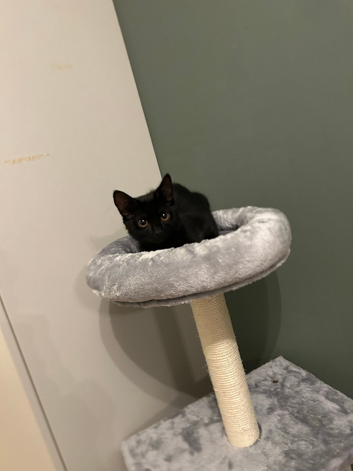 Kitten volledig zwart zoekt nieuw huisje, Poes, Kortharig, 0 tot 2 jaar