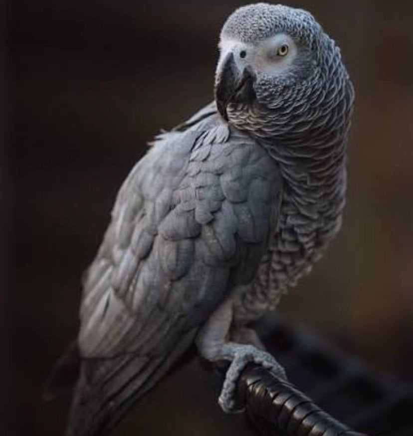 Grijs roodstaart gezocht, Dieren en Toebehoren, Vogels | Parkieten en Papegaaien, Mannelijk, Papegaai