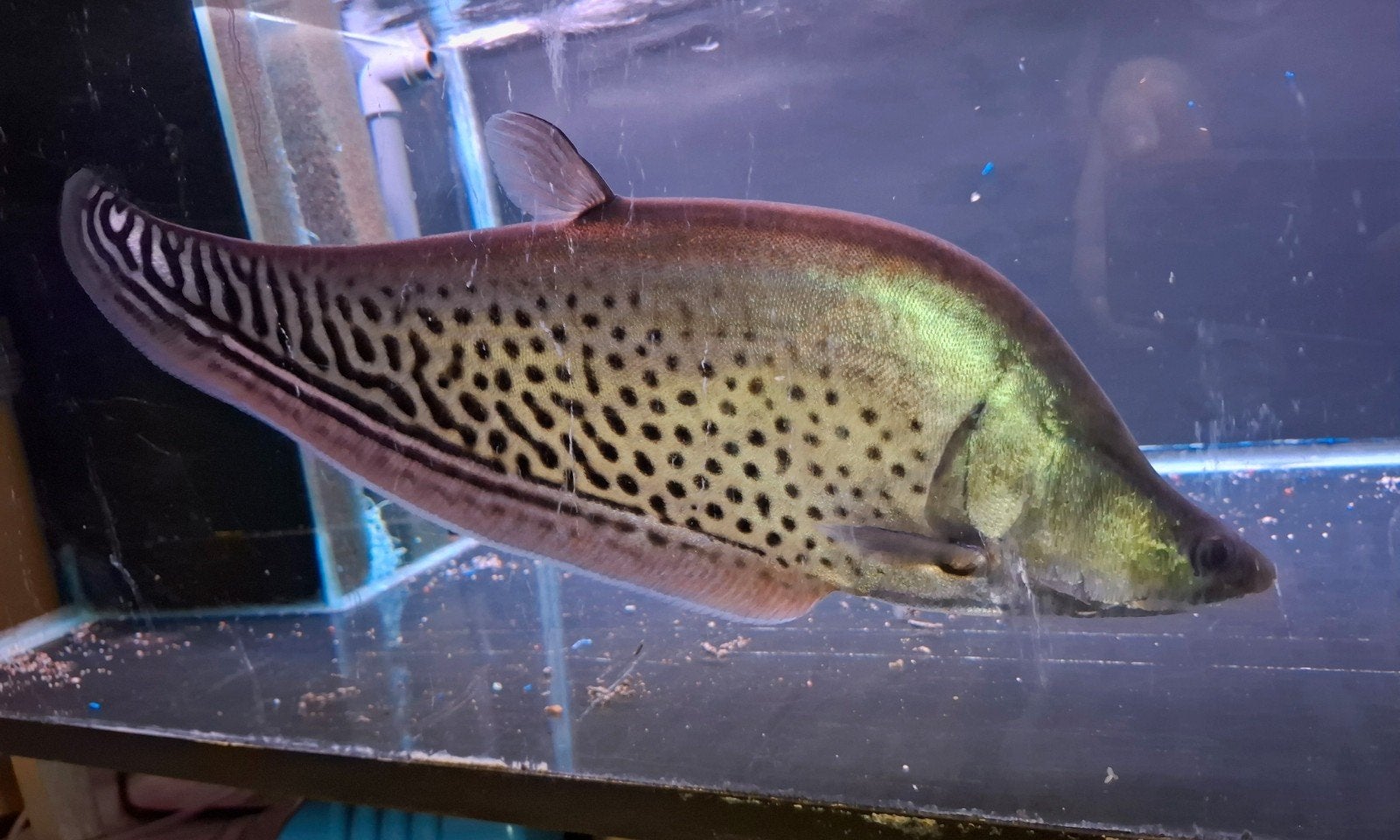 Mesvis 50cm, Dieren en Toebehoren, Vis